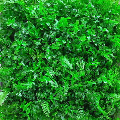 گرین وال سیکاس گل ریز