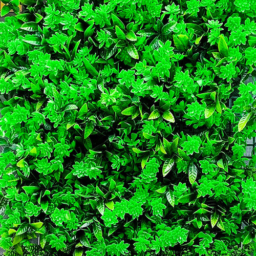 گرین وال لوتوس فلفلی